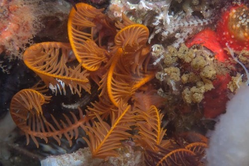 Comanthus wahlbergii (Müller, 1843)