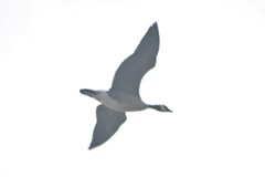 Branta hutchinsii leucopareia