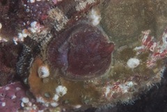 Crepidula porcellana