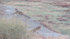 Canis aureus syriacus