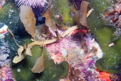Sargassum incisifolium