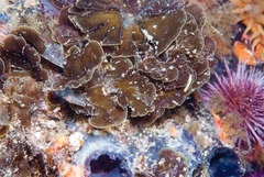 Exallosorus harveyanus