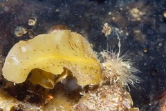 Sargassum incisifolium