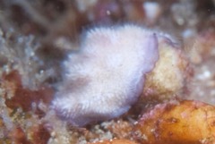 Escharoides contorta