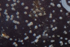 Notomegabalanus algicola