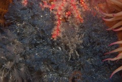 Virididentula dentata