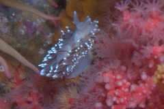 Antiopella capensis