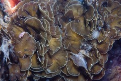 Exallosorus harveyanus