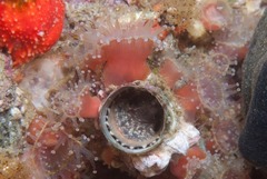 Thylacodes natalensis