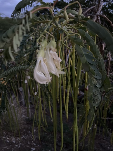 Sesbania grandiflora observed 2021-10-28