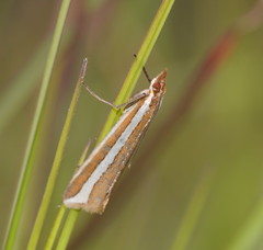 Corynophora lativittalis