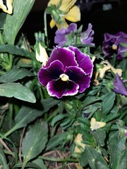 Viola × wittrockiana