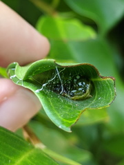 Agrioglypta excelsalis
