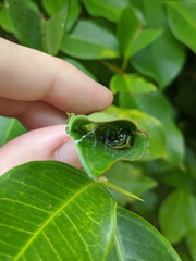 Agrioglypta excelsalis