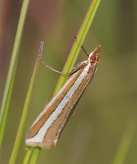 Corynophora lativittalis
