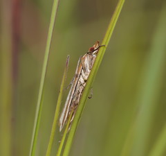Corynophora lativittalis