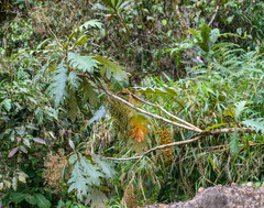 Bocconia frutescens