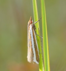 Corynophora lativittalis