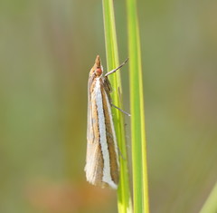 Corynophora lativittalis