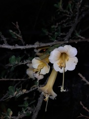 Cantua