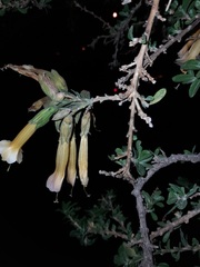Cantua
