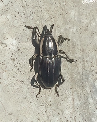 Sphenophorus aequalis