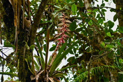 Tillandsia superba
