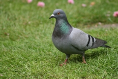 Columba livia domestica