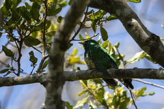 Chrysococcyx cupreus