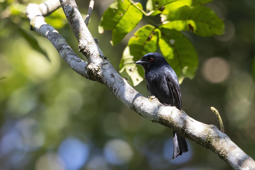 Square-Tailed Drongo