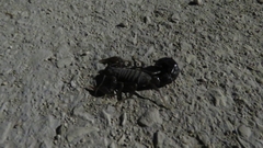 Androctonus crassicauda