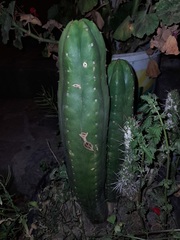 Cactaceae