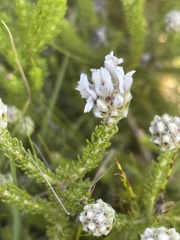 Aspalathus globulosa