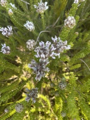 Aspalathus globulosa