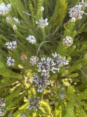 Aspalathus globulosa