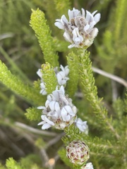 Aspalathus globulosa