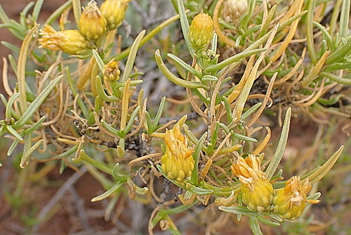 Image of Pteronia pallens by no rights reserved