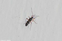 Neopamera bilobata