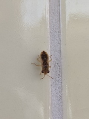Australocoris fuscomaculatus