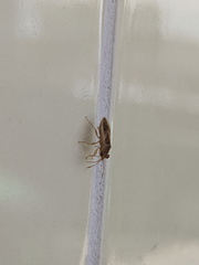 Australocoris fuscomaculatus
