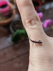 Tracheloschizus dichrous
