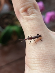 Tracheloschizus dichrous