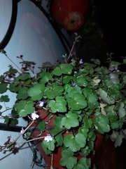 Cymbalaria muralis muralis