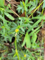 Stylosanthes fruticosa