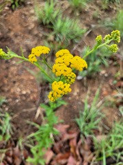Nidorella auriculata