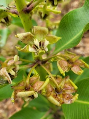 Pachycarpus asperifolius