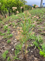 Triumfetta welwitschii