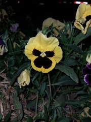 Viola × wittrockiana