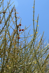 Citharexylum herrerae