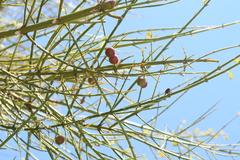Citharexylum herrerae